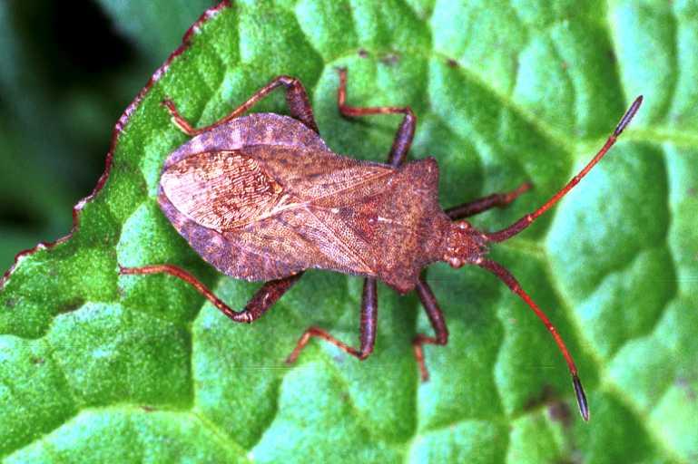 Coreus_marginatus_RF0698_Z_82_Les Gris_Frankrijk.jpg